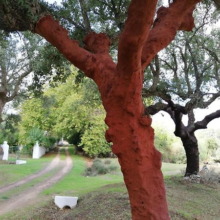 Monte Do Serrado De Baixo ايفورا المظهر الخارجي الصورة