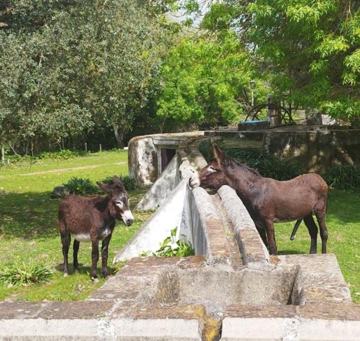 Monte Do Serrado De Baixo ايفورا المظهر الخارجي الصورة