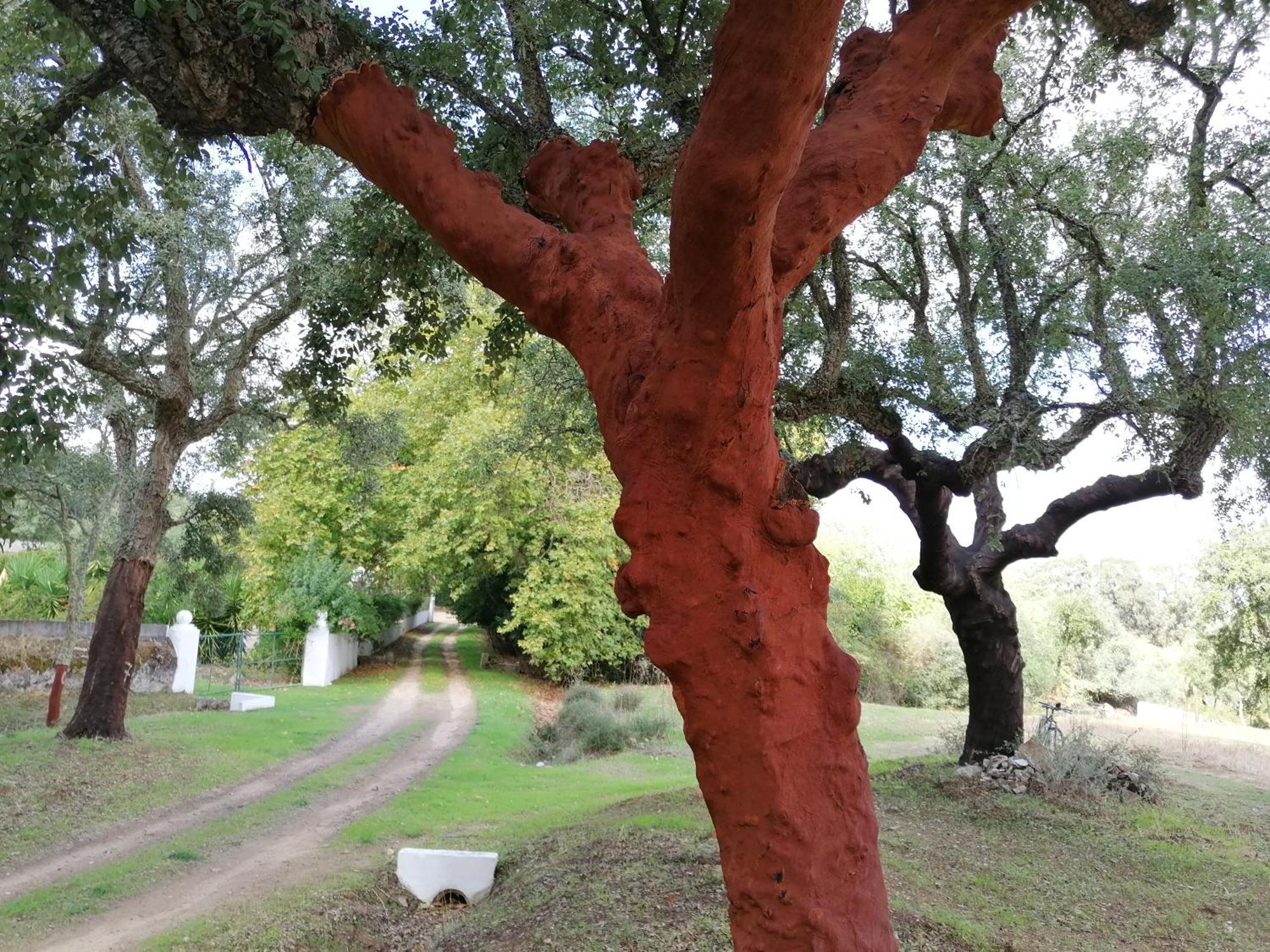 Monte Do Serrado De Baixo ايفورا المظهر الخارجي الصورة