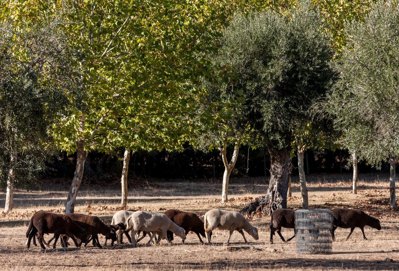 Monte Do Serrado De Baixo ايفورا المظهر الخارجي الصورة